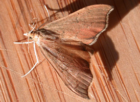 Sericoplaga externalis